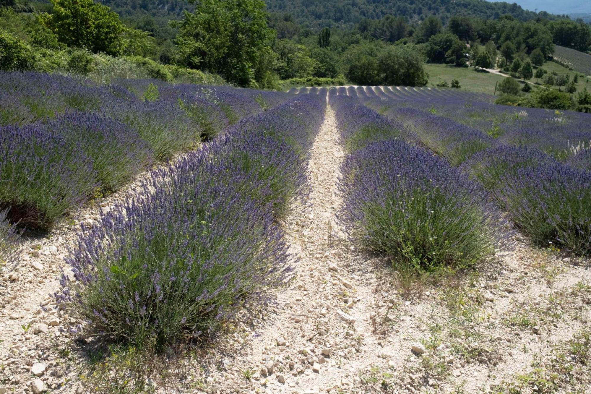 Maison De Campagne La Teranga Au Coeur Du Luberon Apt Extérieur photo